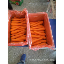 Red Fresh New Crop Carrot (80-150g)